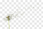 Сlipart Dandelion Wishing Blowing Pollen Wind photo cut out BillionPhotos