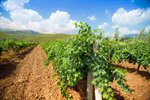 Сlipart Chile Vineyard Andes Valley Elqui photo  BillionPhotos