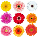 Сlipart Gerbera Daisy Flower Single Flower Daisy Orange   BillionPhotos