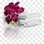 Сlipart Towel Spa Treatment Health Spa Isolated Orchid photo cut out BillionPhotos