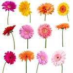 Сlipart Flower Single Flower Gerbera Daisy Daisy Stem   BillionPhotos