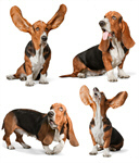 Сlipart hound basset hush animal pets   BillionPhotos