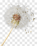 Сlipart Dandelion Wishing Blowing Pollen Wind photo cut out BillionPhotos