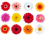 Сlipart Gerbera Daisy Flower Single Flower Daisy Orange   BillionPhotos