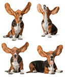 Сlipart ears hound basset up alert   BillionPhotos
