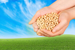 Сlipart soybean soy field seeding seed   BillionPhotos