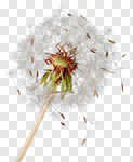 Сlipart Dandelion Wishing Blowing Pollen Wind photo cut out BillionPhotos