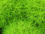 Сlipart grass lawn yard macro close-up photo  BillionPhotos