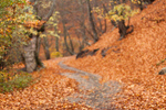 Сlipart fall road autumn outdoor background photo  BillionPhotos