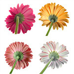 Сlipart Gerbera Daisy Daisy Single Flower Flower Head Flower   BillionPhotos