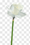 Сlipart Daffodil Flower Spring Isolated Yellow photo cut out BillionPhotos