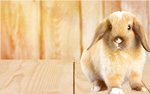 Сlipart Rabbit Animal Pets Cute Isolated   BillionPhotos