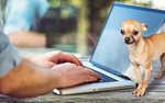 Сlipart home office adoption adult animal   BillionPhotos