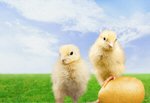 Сlipart Easter Easter Egg Young Bird Baby Chicken Eggs   BillionPhotos