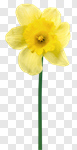 Сlipart Daffodil Flower Spring Isolated Yellow photo cut out BillionPhotos