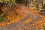 Сlipart fall road autumn outdoor background photo  BillionPhotos