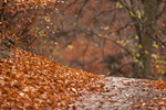 Сlipart fall road autumn outdoor background photo  BillionPhotos