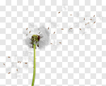 Сlipart Dandelion Wind Pollen Seed Wishing photo cut out BillionPhotos