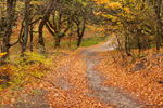 Сlipart fall road autumn outdoor background photo  BillionPhotos