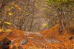 Сlipart fall road autumn outdoor background photo  BillionPhotos