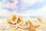 Сlipart Shell Starfish Sea Vacations Summer   BillionPhotos