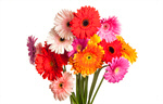 Сlipart Gerbera Daisy Flower Arrangement Flower Daisy Gift photo  BillionPhotos