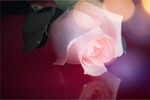 Сlipart Rose Sepia Toned Single Flower Valentine's Day Flower   BillionPhotos