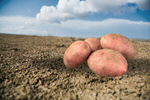 Сlipart potato field country harvest agriculture   BillionPhotos