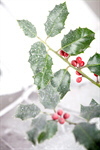 Сlipart Christmas Snow Holly Winter Backgrounds photo  BillionPhotos