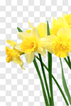 Сlipart Daffodil Flower Spring Narcissus Yellow photo cut out BillionPhotos