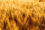 Сlipart Wheat Field Crop Harvesting Farm photo  BillionPhotos