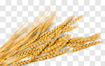 Сlipart Wheat Cereal Plant Oat Crop Whole Wheat photo cut out BillionPhotos