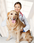 Сlipart veterinarian vet pet dog animal   BillionPhotos