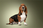 Сlipart Dog Basset Hound Hound Isolated White Background   BillionPhotos