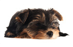 Сlipart Dog Puppy Yorkshire Terrier Cute Small photo  BillionPhotos