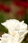 Сlipart Rose White Flower Wedding Green photo  BillionPhotos