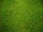 Сlipart Grass Backgrounds Textured Green Lawn photo  BillionPhotos