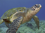 Сlipart Turtle Hawksbill turtle underwater wide angle Nature photo  BillionPhotos