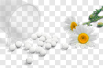 Сlipart Homeopathic Medicine Herbal Medicine Alternative Medicine Medicine Chamomile photo cut out BillionPhotos