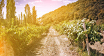 Сlipart austria countryside landscape styria wine   BillionPhotos