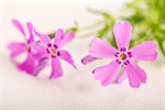 Сlipart easter happy easter decoration flowers spring photo  BillionPhotos