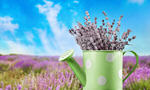 Сlipart flower home fresh freshness decoration   BillionPhotos