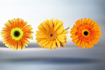 Сlipart background bloom blossom bunch calendula flower   BillionPhotos