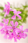 Сlipart easter happy easter decoration flowers spring photo  BillionPhotos