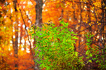 Сlipart forest leaf fall leaves tree photo  BillionPhotos