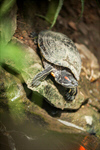 Сlipart Turtle Shell Red Eared Slider Turtle Red Boredom photo  BillionPhotos