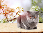 Сlipart cat spring funny animal background   BillionPhotos