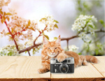 Сlipart cat spring funny animal background   BillionPhotos