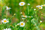 Сlipart Flower Grass Spring Daisy Formal Garden photo  BillionPhotos