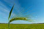 Сlipart Barley Wheat Green Cereal Plant Crop photo  BillionPhotos